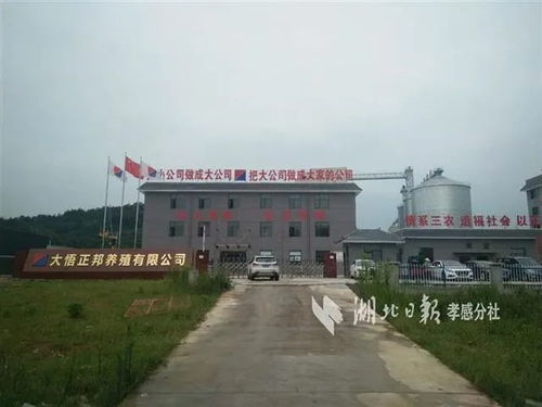 大悟73个重点项目建设 加速跑